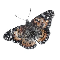 Image 2 of Painted Lady Butterfly