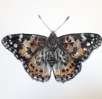 Image 3 of Painted Lady Butterfly