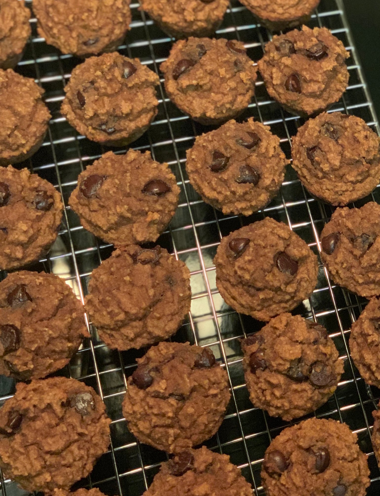 Image of Chocolate Chip Chocolate Protein Muffins 