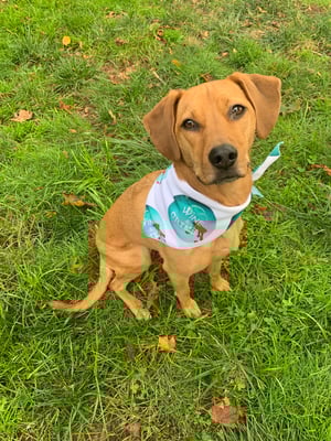 Image of Pet Bandana Set