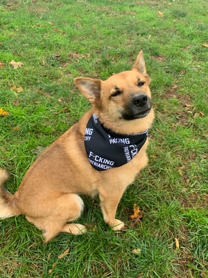 Image of Pet Bandana Set