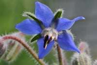 Borage Essence-Happiness