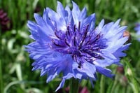 Cornflower Essence-Self-Confidence