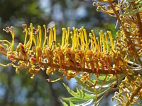 Image 1 of Grevillea Essence-Opening Up