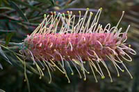 Image 2 of Grevillea Essence-Opening Up