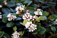 Hawthorn Essence-Emotional Stress