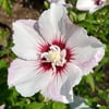 Hibiscus Essence- Sexual Activation