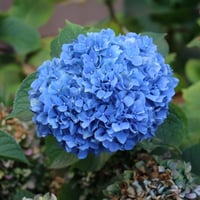 Image 1 of Hydrangea Essence-Chakra Awareness