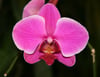Orchid Essence-Higher Communication