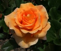 Gold Rose Essence-Honest Communication