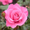 Pink Rose Essence-Inner Calm