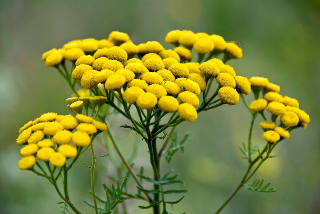 Tansy EssenceInsight Essential Spell