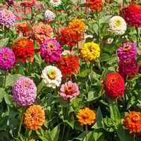 Zinnia Essence-Laughter