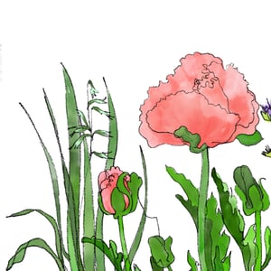Late May: Oriental Poppy 