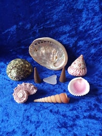 Sea Witch Shell Tool Starter Kit
