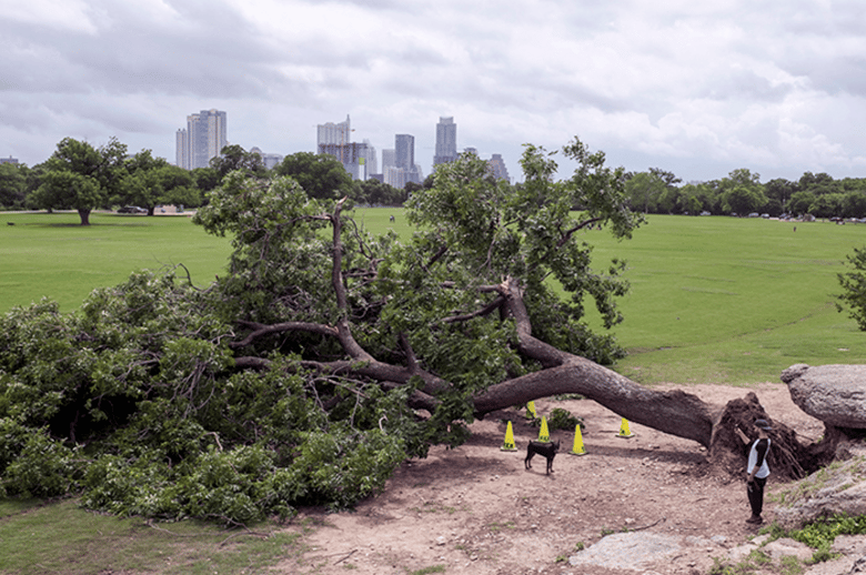 Image of Fallen Tree print