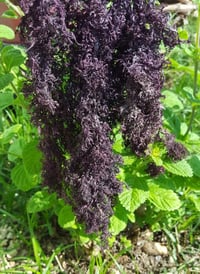 Raw Irish moss and Jamaican purple Seamoss (8oz and 16 oz)