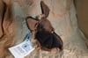 Bat Brown 🦇