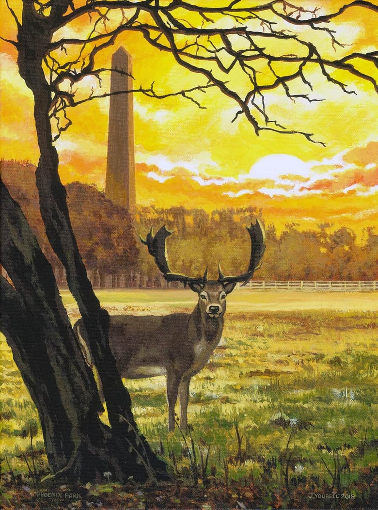 Image of Deer in the Phoenix Park