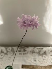 Image 4 of Scabious