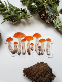 Image 2 of Orange Boletus Clear Sticker