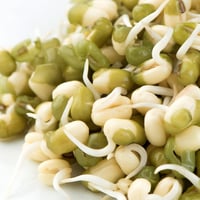 Mung Bean Sprouts