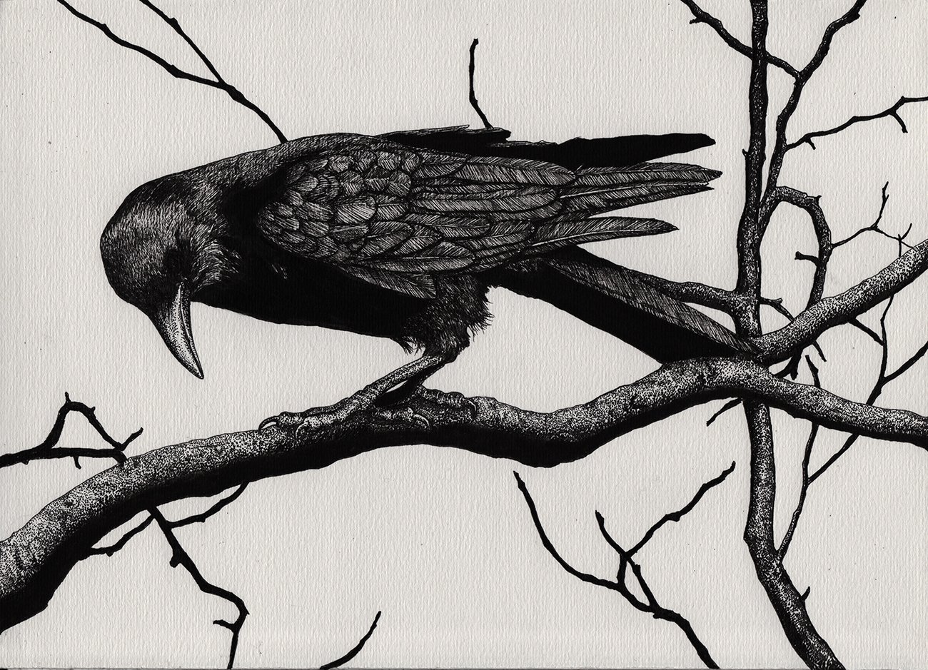 How To Draw A Halloween Crow, Step by Step, Drawing Guide, by Dawn -  DragoArt