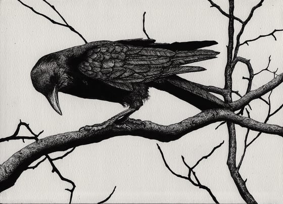 Image of Crow