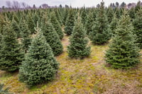 Image 1 of 2020 Christmas Tree Farm Minis                                                               $100