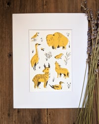 Image 3 of Great Plains Animals Drawings & Prints