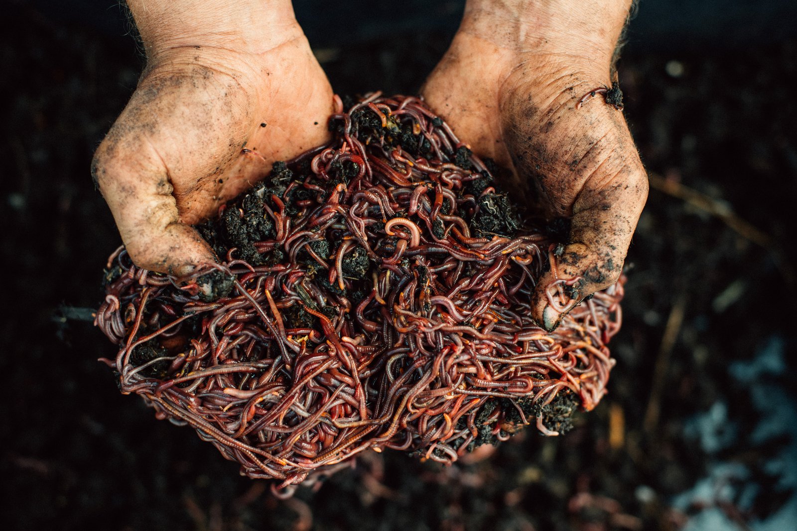 download best worms for composting