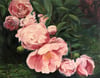 Peonies - Print - 5" x 7"