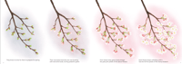 Image 3 of When the Sakura Bloom