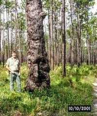 Image 1 of Ol' Bumpy - Oldest Recorded Florida Longleaf Pine
