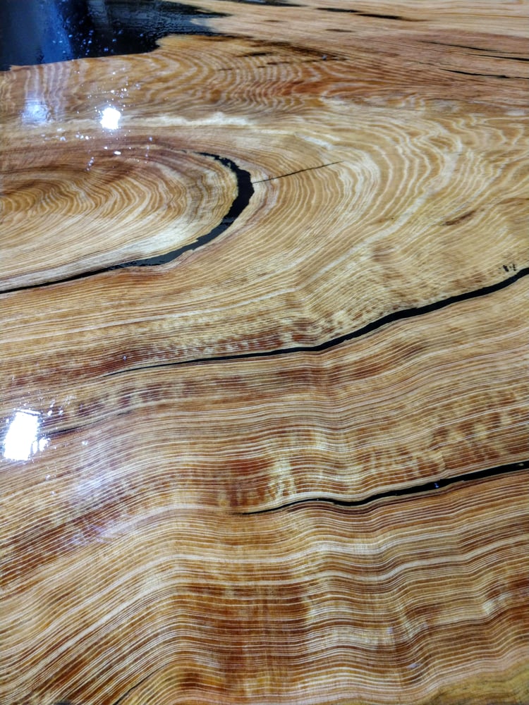 Image of Ol' Bumpy - Oldest Recorded Florida Longleaf Pine