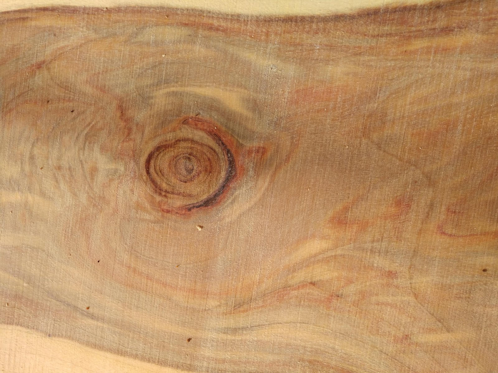 Camphor / Rebel Ventures Inc.