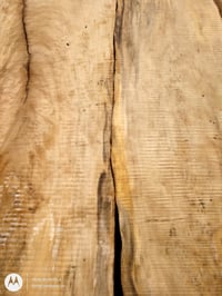 Image 2 of Black Gum (Tupelo)