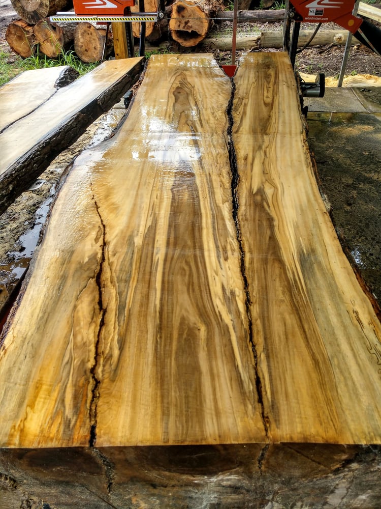 Image of Black Gum (Tupelo)