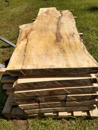 Image 4 of Black Gum (Tupelo)