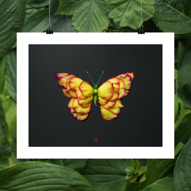 Image of Fine Art Print - Flame Butterfly