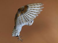 Owl in flight 