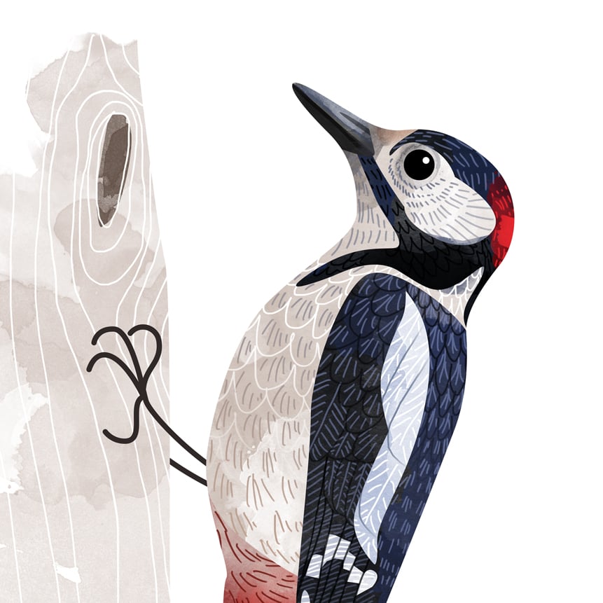 Print: Woodpecker (Buntspecht)