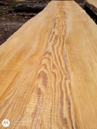 Image 1 of Pine, Sonderegger