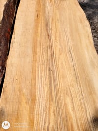 Image 3 of Pine, Sonderegger