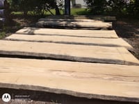 Image 4 of Pine, Sonderegger