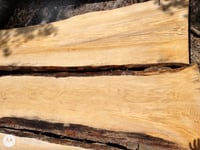 Image 5 of Pine, Sonderegger