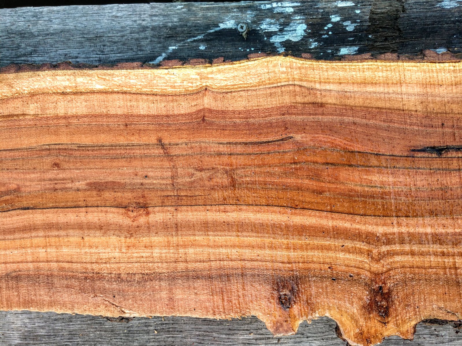 Dog woodページ７０個 Dogwood | Rebel Ventures Inc.