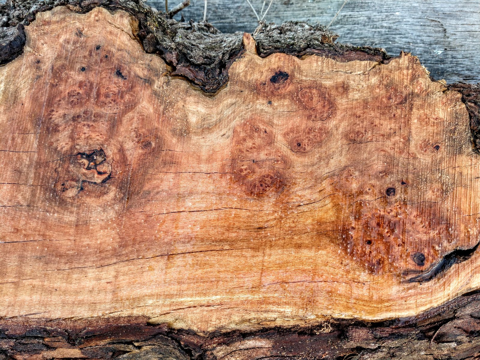 Dogwood | Rebel Ventures Inc.