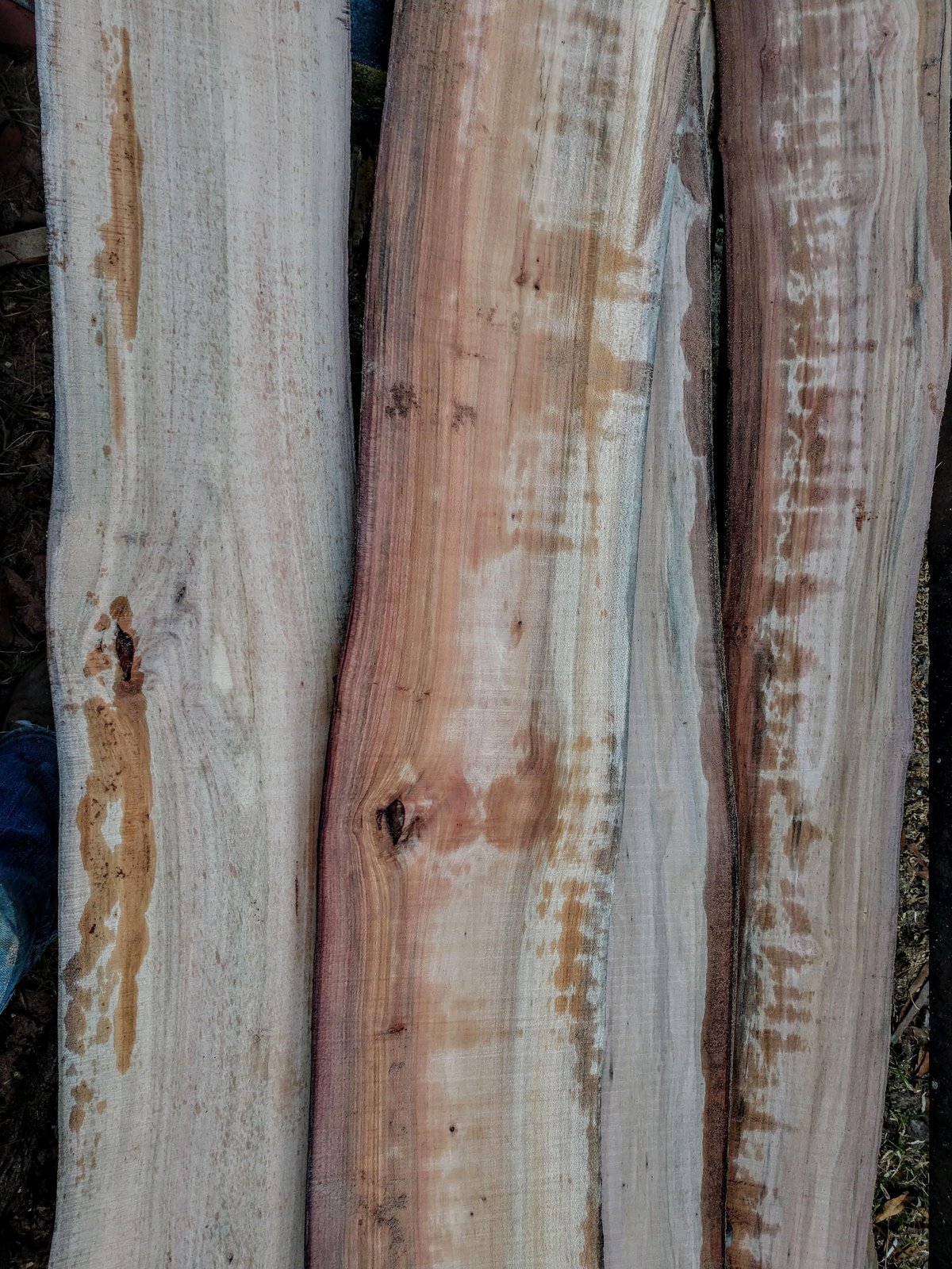 Dogwood | Rebel Ventures Inc.