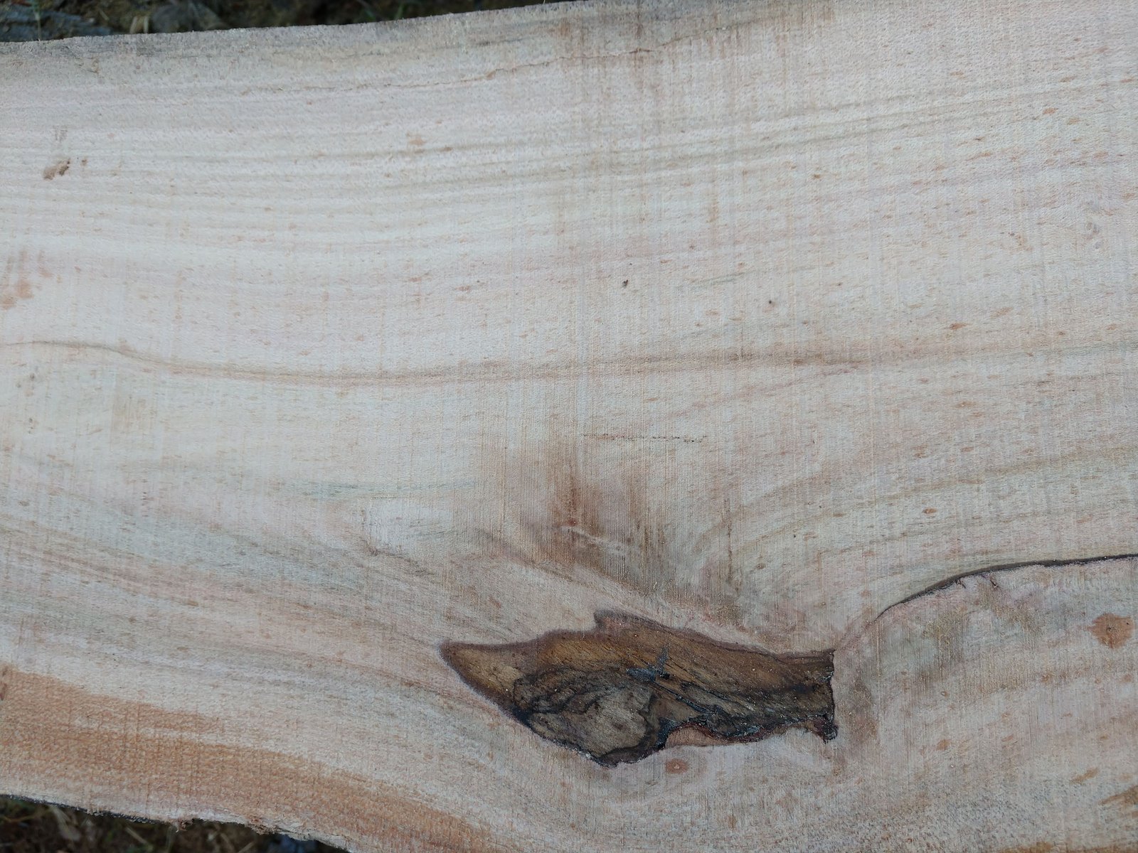 Dogwood | Rebel Ventures Inc.